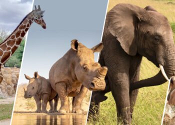 “Revolutionizing Zoo Experiences: How Animal-Computer Interaction is Enhancing Connections between Zoo Animals and Visitors”